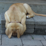 Vakthunden som somnade på sin post...